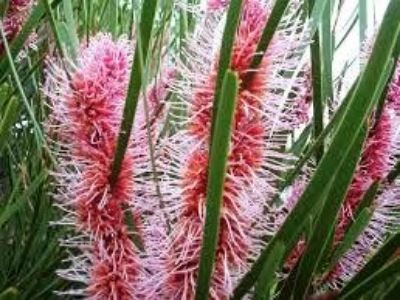Picture of Hakea multilineata