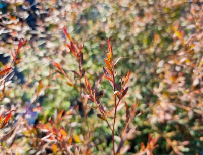 Picture of Leptospermum morrisonii Burgundy