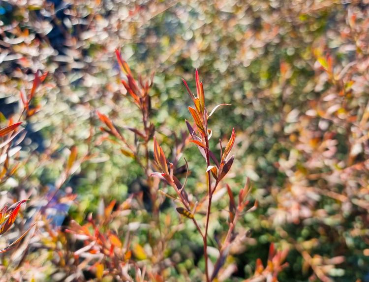 Picture of Leptospermum morrisonii Burgundy