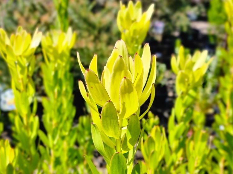 Picture of Leucadendron salignum Safari Goldstrike