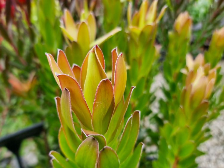 Picture of Leucadendron salignum Safari Goldstrike