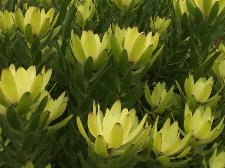 Picture of Leucadendron salignum Safari Goldstrike