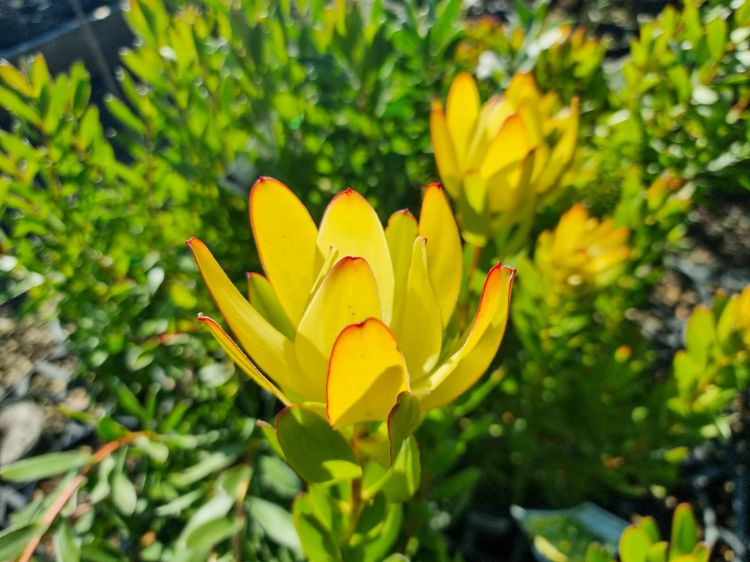 Picture of Leucadendron salignum Safari Goldstrike