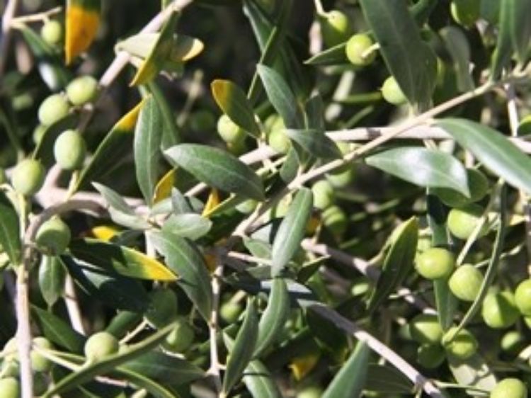 Picture of Olea europaea Garden Harvest