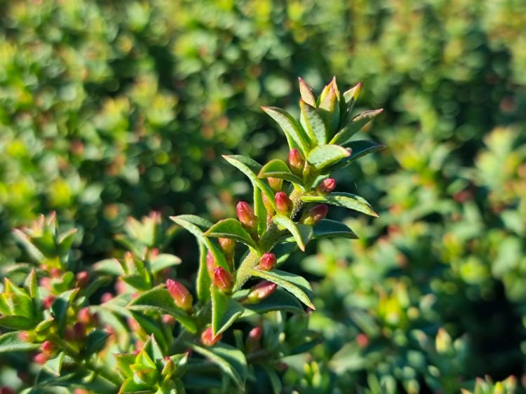 Picture of Philotheca buxifolia Cascade Of Stars