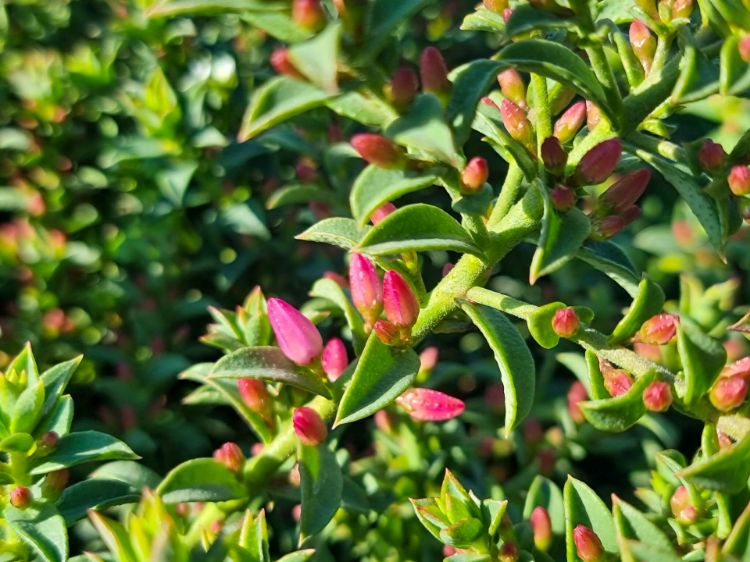 Picture of Philotheca buxifolia Cascade Of Stars