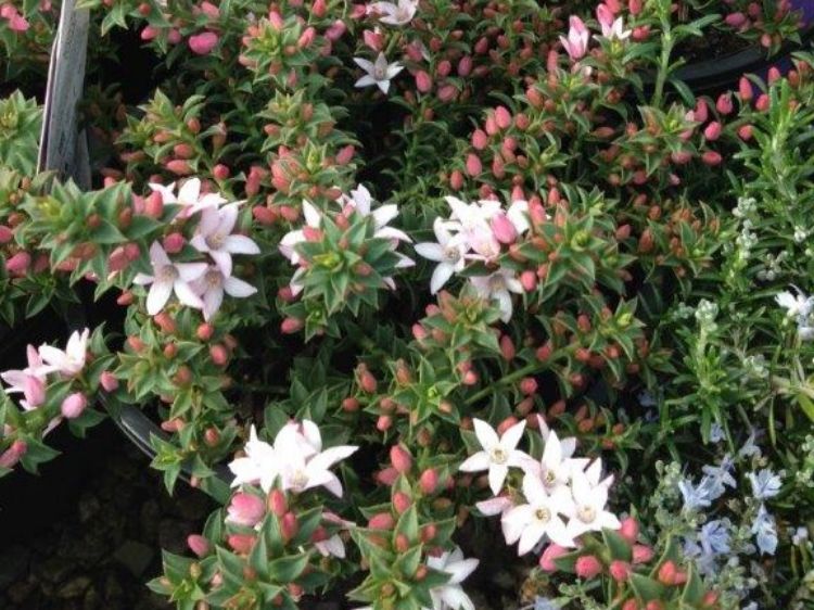 Picture of Philotheca buxifolia Cascade Of Stars