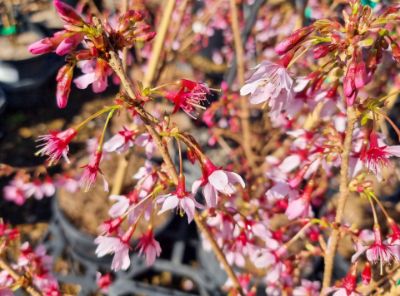Picture of Prunus hybrida Okame