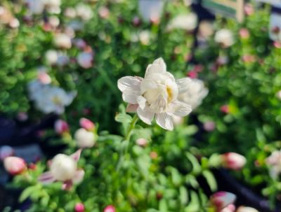 Picture of Rhodanthe anthemoides Paper Girl PBR