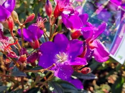 Picture of Tibouchina hybrida Hypnotic Baby