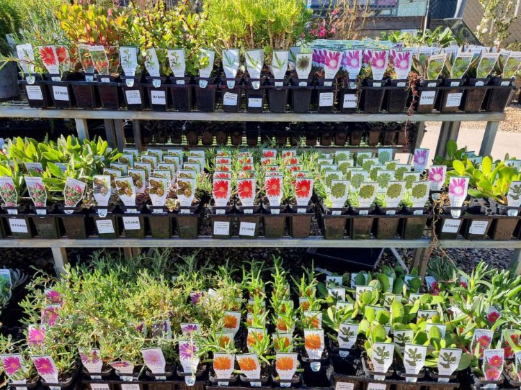 Picture of Tubestock Assorted