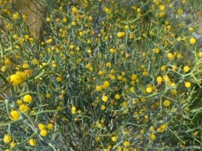 Picture of Acacia aphylla