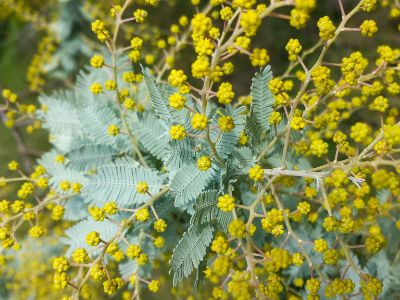 Picture of Acacia baileyana Prostrata