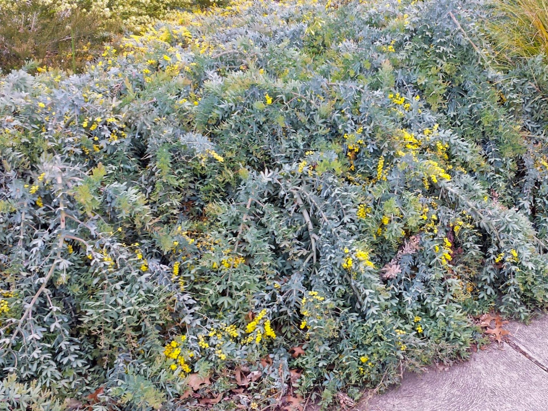 Acacia baileyana Prostrata | Wholesale Nursery - Nurseries in Melbourne ...