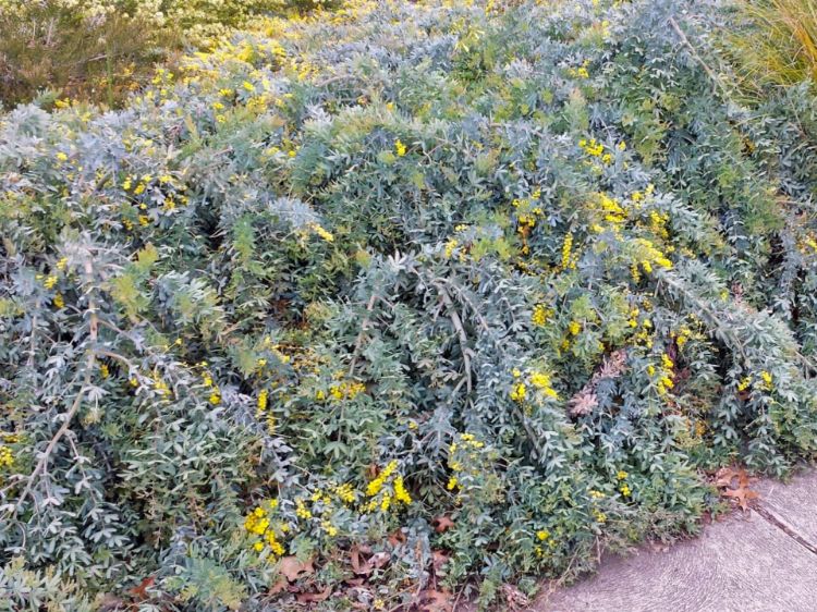 Picture of Acacia baileyana Prostrata