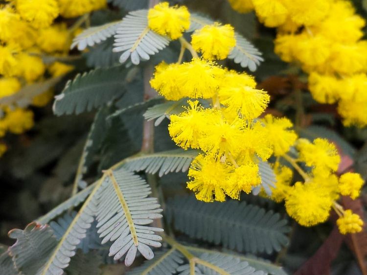 Picture of Acacia baileyana Prostrata