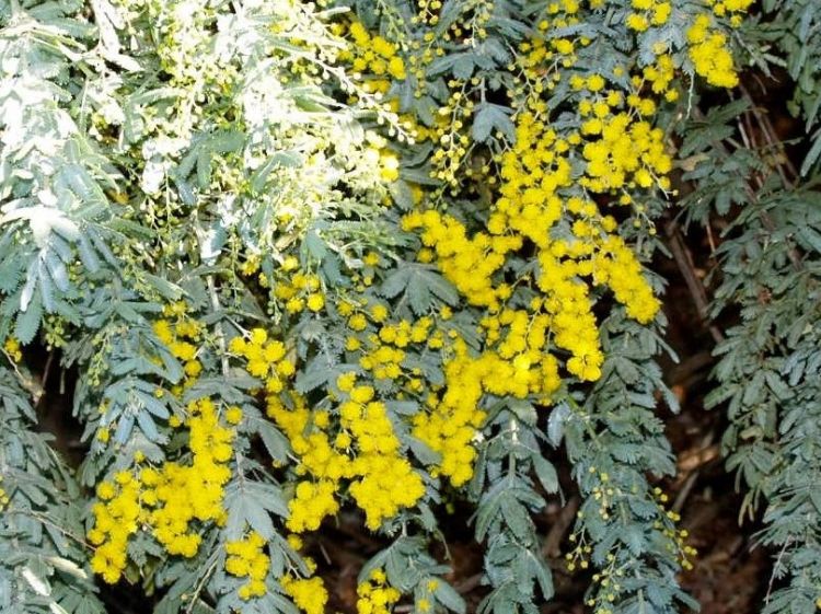 Picture of Acacia baileyana Prostrata