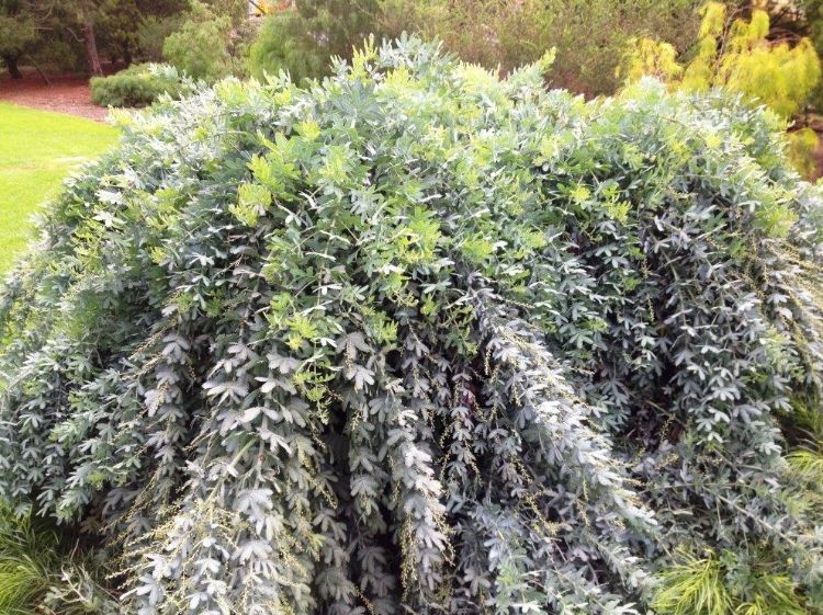 Picture of Acacia baileyana Prostrata