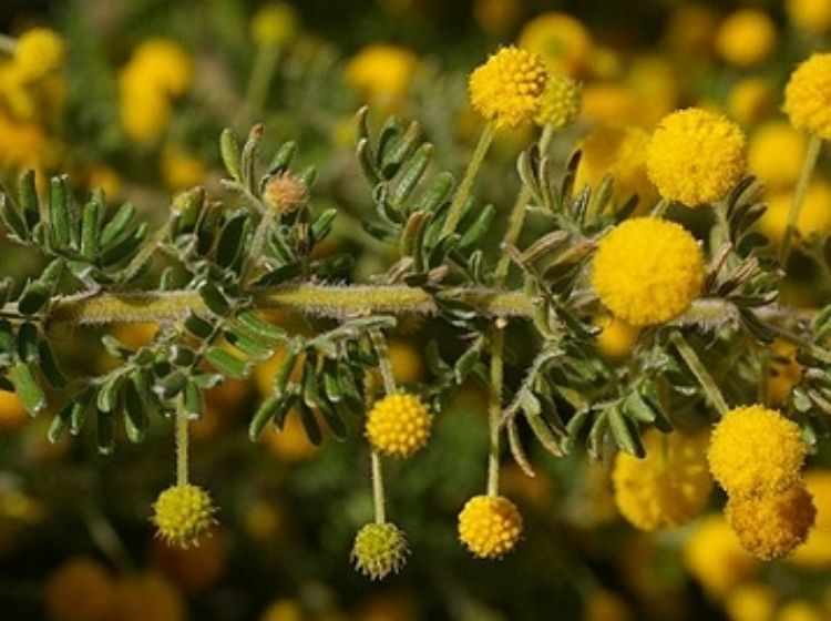 Picture of Acacia guinetii