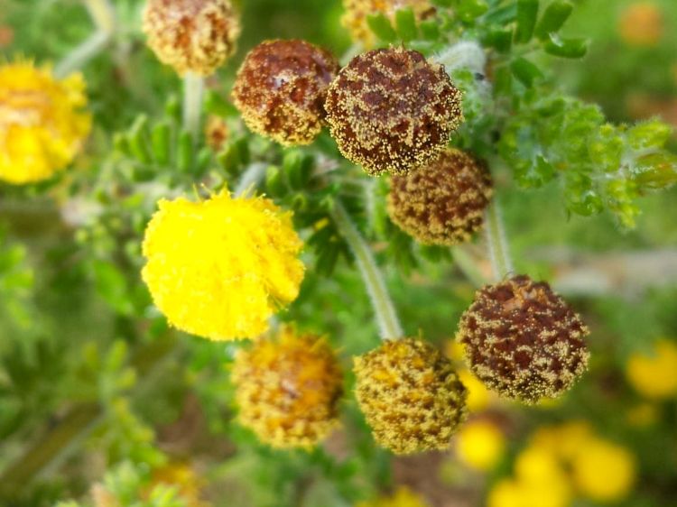 Picture of Acacia guinetii