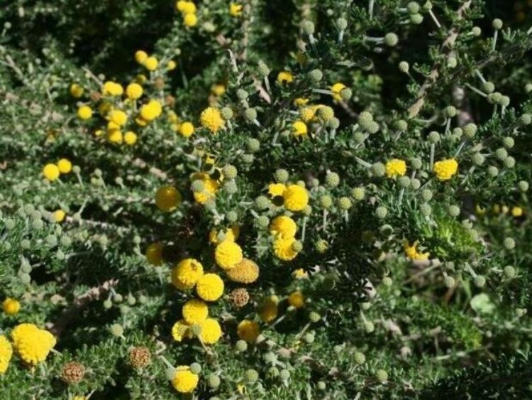 Picture of Acacia guinetii