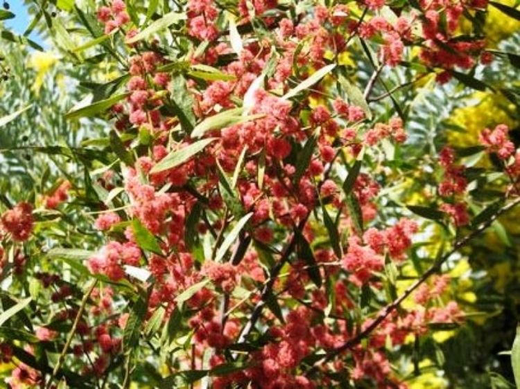 Picture of Acacia leprosa Scarlet Blaze PBR