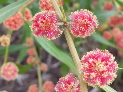 Picture of Acacia leprosa Scarlet Blaze PBR