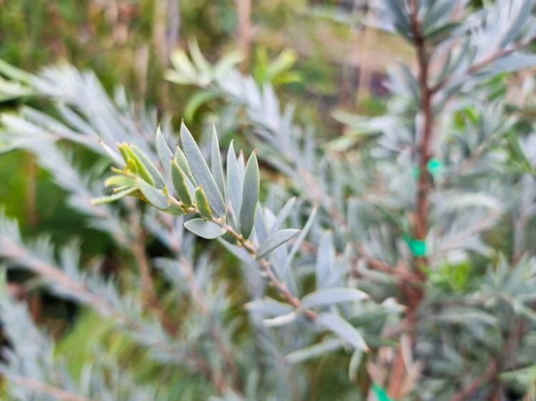 Picture of Acacia pendula