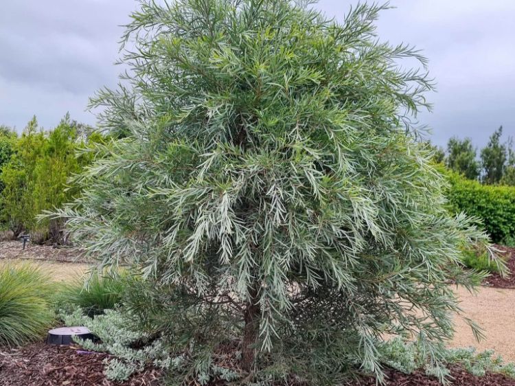 Picture of Acacia pendula