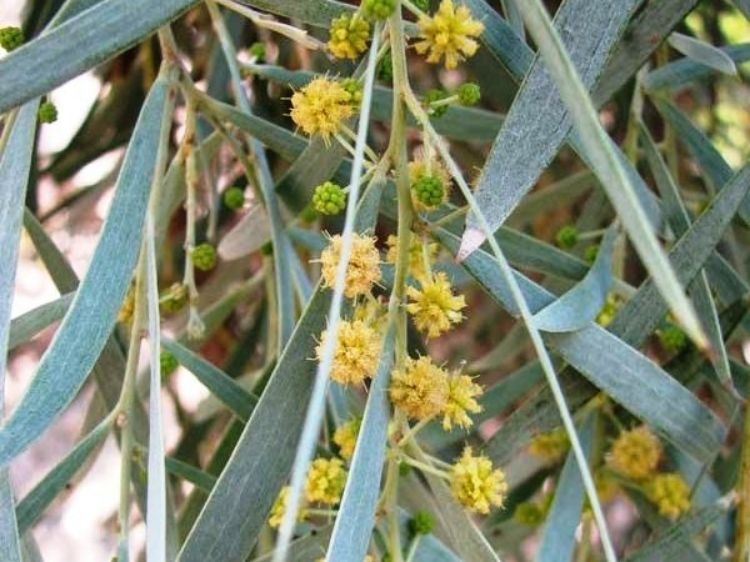 Picture of Acacia pendula