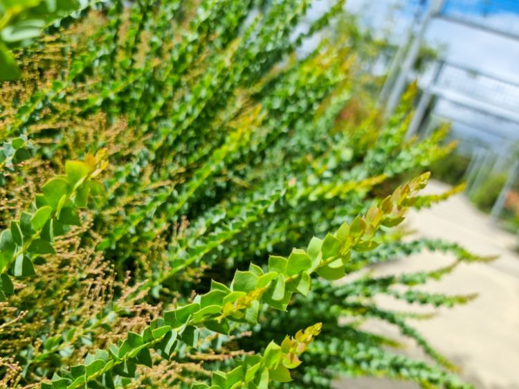 Picture of Acacia pravissima Nana