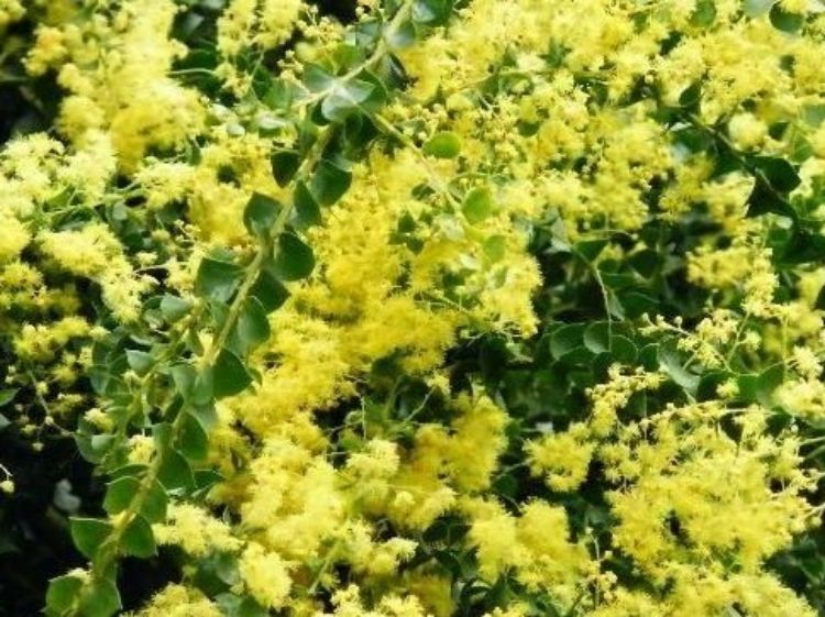 Picture of Acacia pravissima Nana