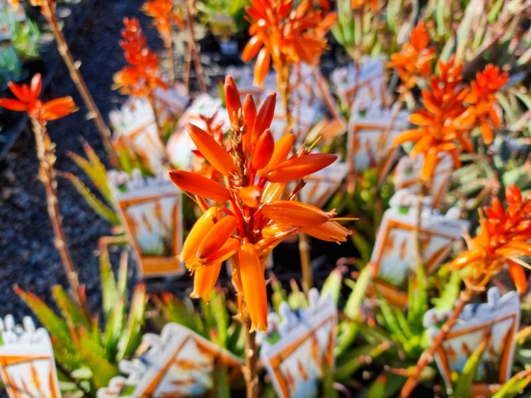 Picture of Aloe hybrida Andreas Orange