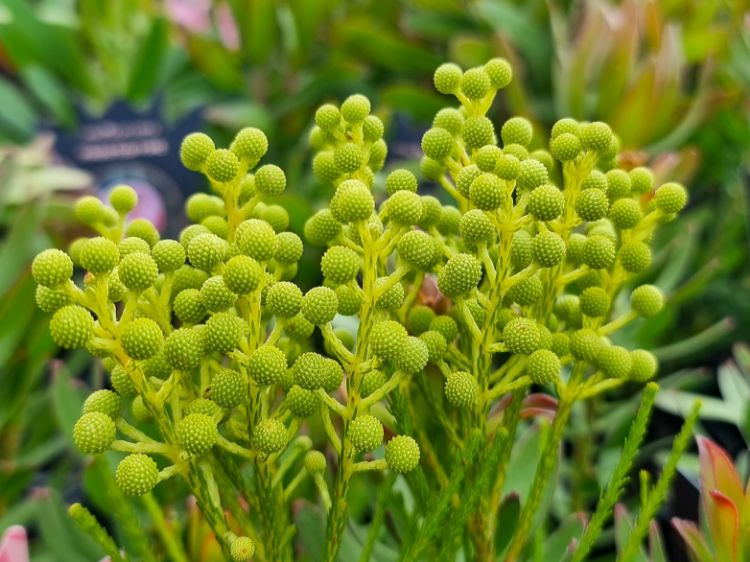 Picture of Berzelia lanuginosa Buttonbush Snow
