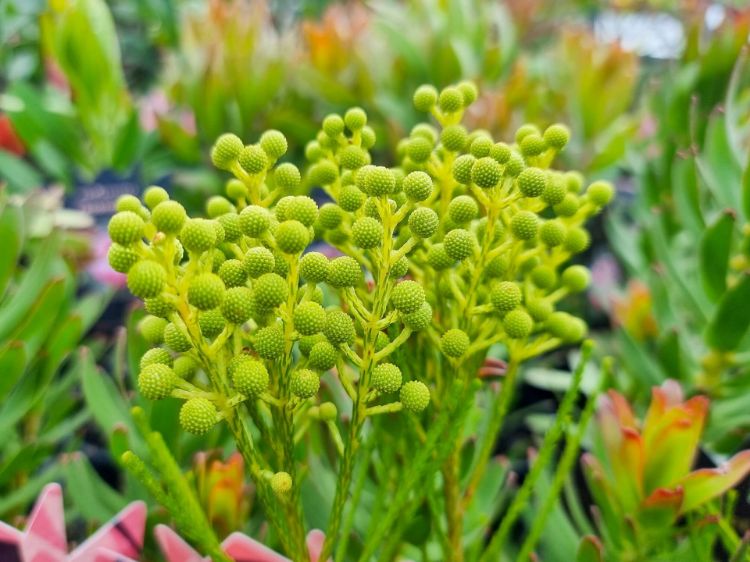 Picture of Berzelia lanuginosa Buttonbush Snow