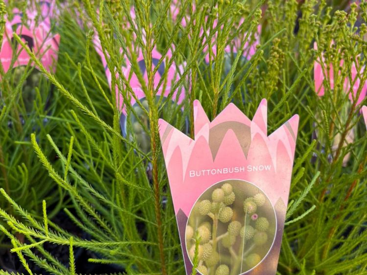 Picture of Berzelia lanuginosa Buttonbush Snow