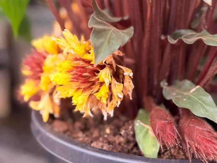 Picture of Calathea rufibarba