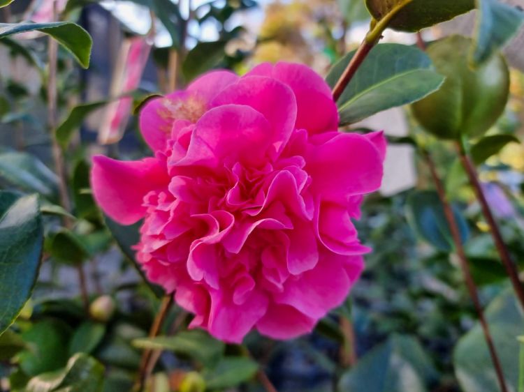Picture of Camellia japonica Black Tie