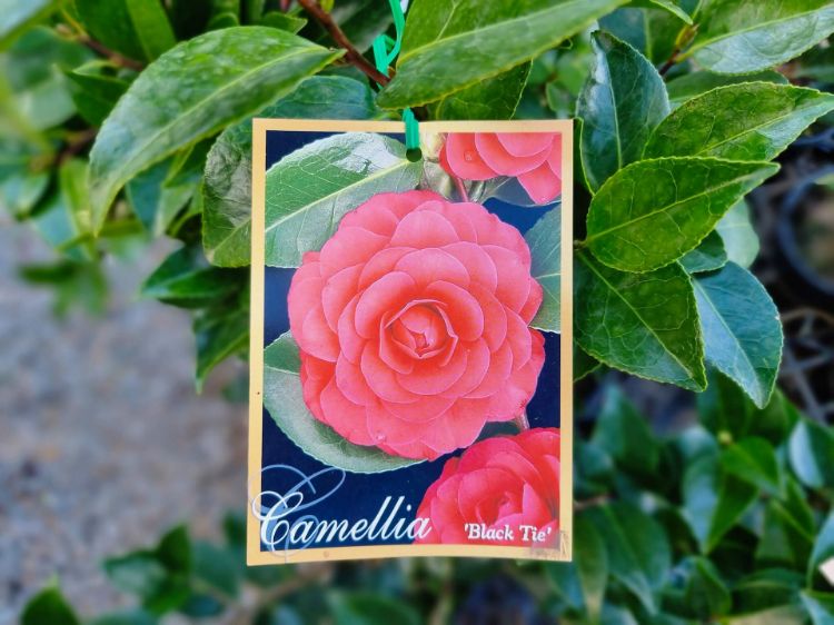 Picture of Camellia japonica Black Tie