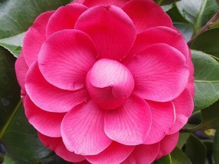 Picture of Camellia japonica Black Tie