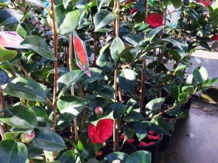 Picture of Camellia japonica Black Tie