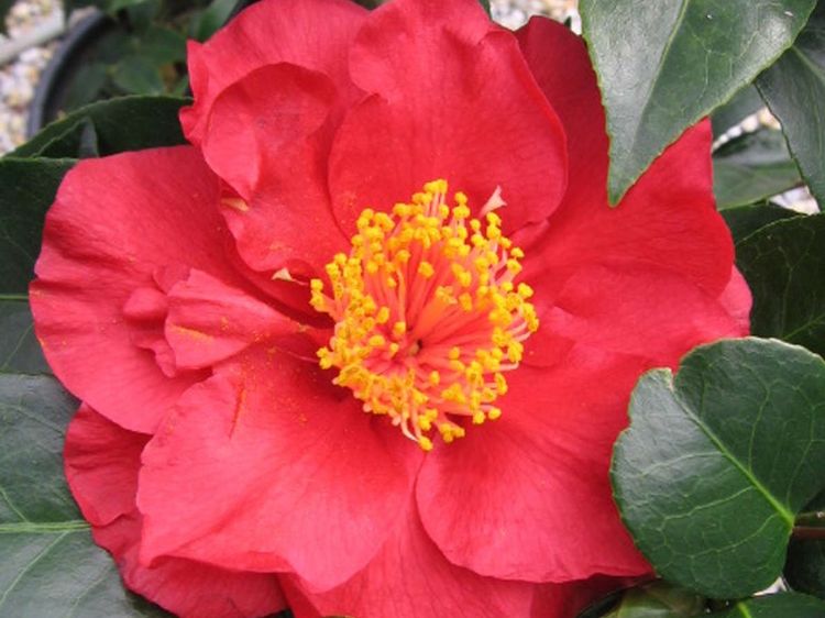 Picture of Camellia japonica Bob Hope