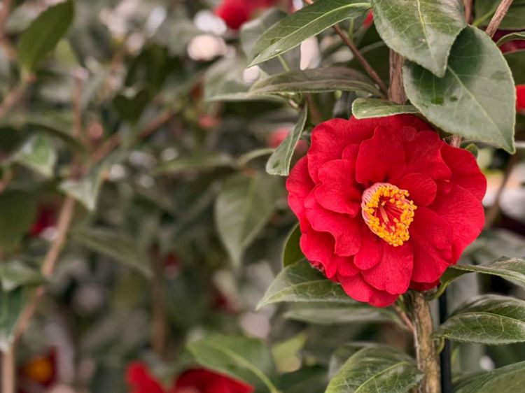 Picture of Camellia japonica Bob Hope