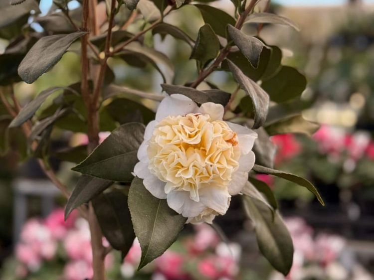 Picture of Camellia japonica Brushfields Yellow