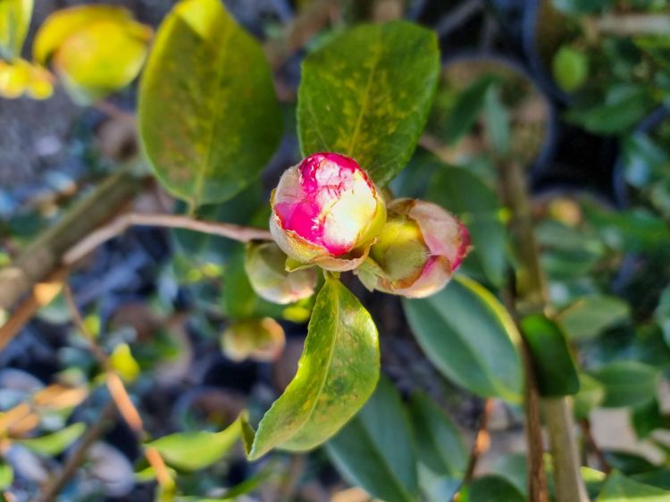 Picture of Camellia japonica Debbie