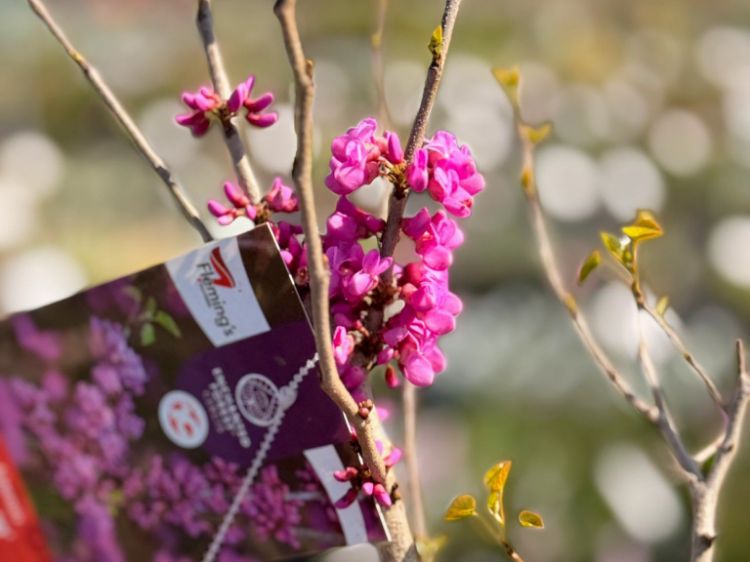 Picture of Cercis chinensis Faerie Queen