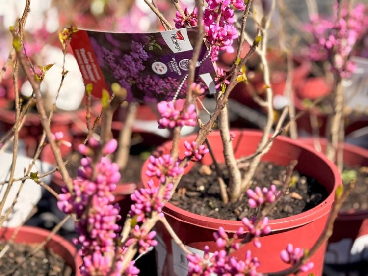 Picture of Cercis chinensis Faerie Queen