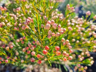 Picture of Chamelaucium uncinatum