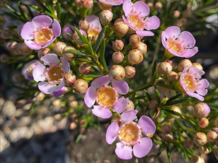 Picture of Chamelaucium uncinatum Sorbetto