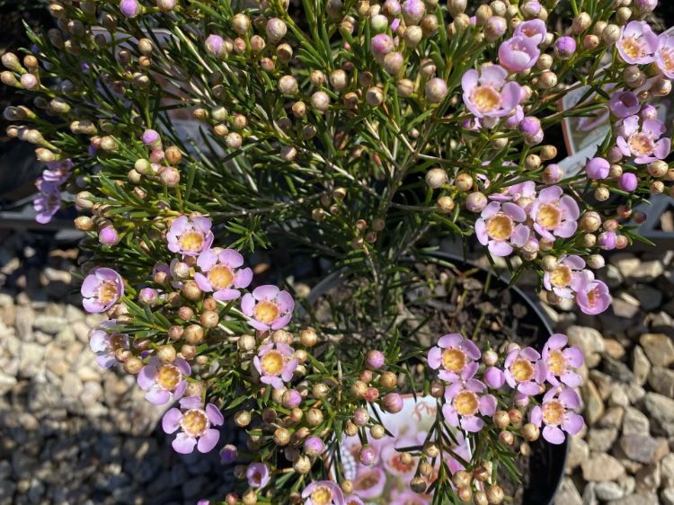 Picture of Chamelaucium uncinatum Sorbetto
